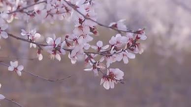 4k实拍自然风光春天桃花视频的预览图